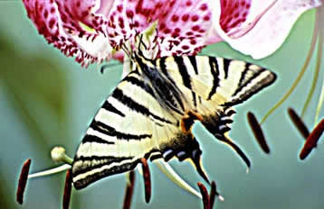 papillon.jpg