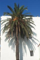 Le palmier